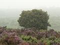 Heathland in the rain, New Forest P1120574